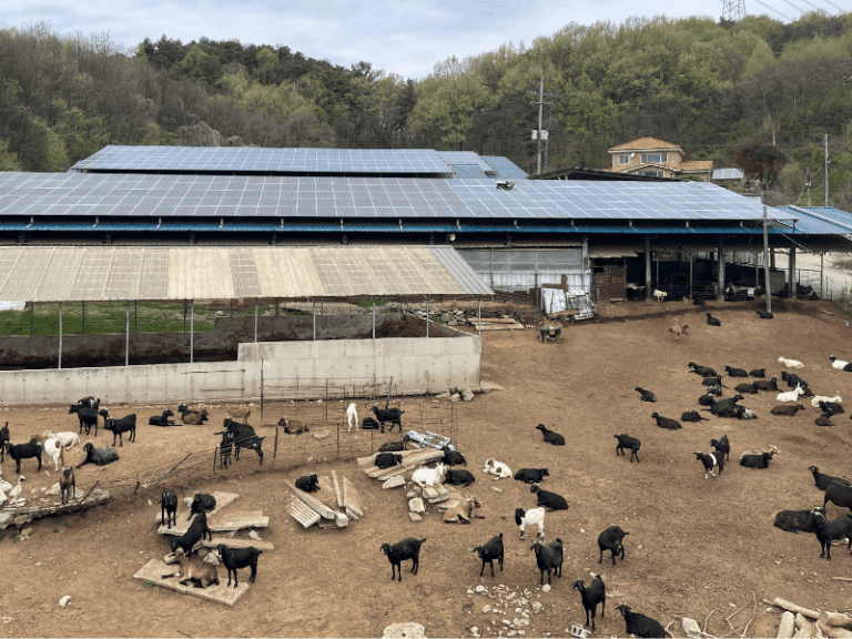 충남 흑염소 농장 태양광 400kw 청소